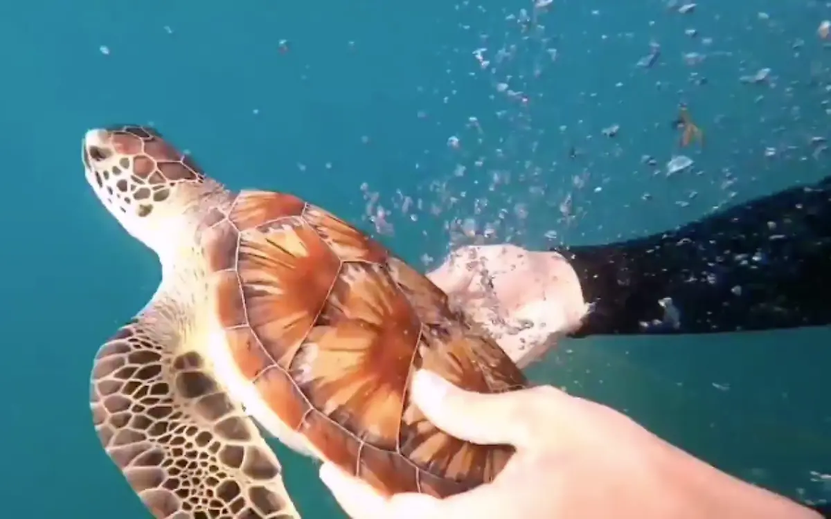 Salvan a tortuga atrapada en red de pesca en Miramar